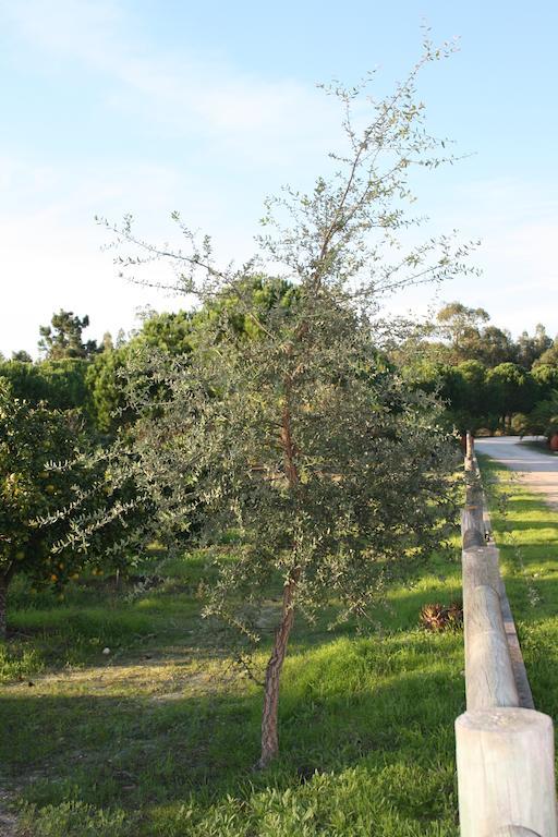 Monte Macario Alojamento Local Coruche Ngoại thất bức ảnh